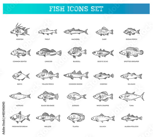 Vector set of fish. Types marine, ocean fish and Freshwater fish