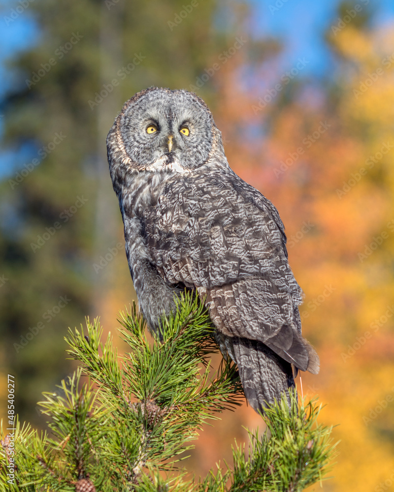 Great Grey Owl on a Tree Great Grey Owl on a Tree