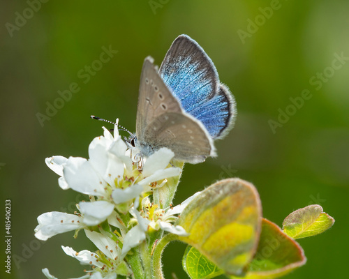 Obraz na plátně Silvery Blue Butterfly Showing it's Colors
