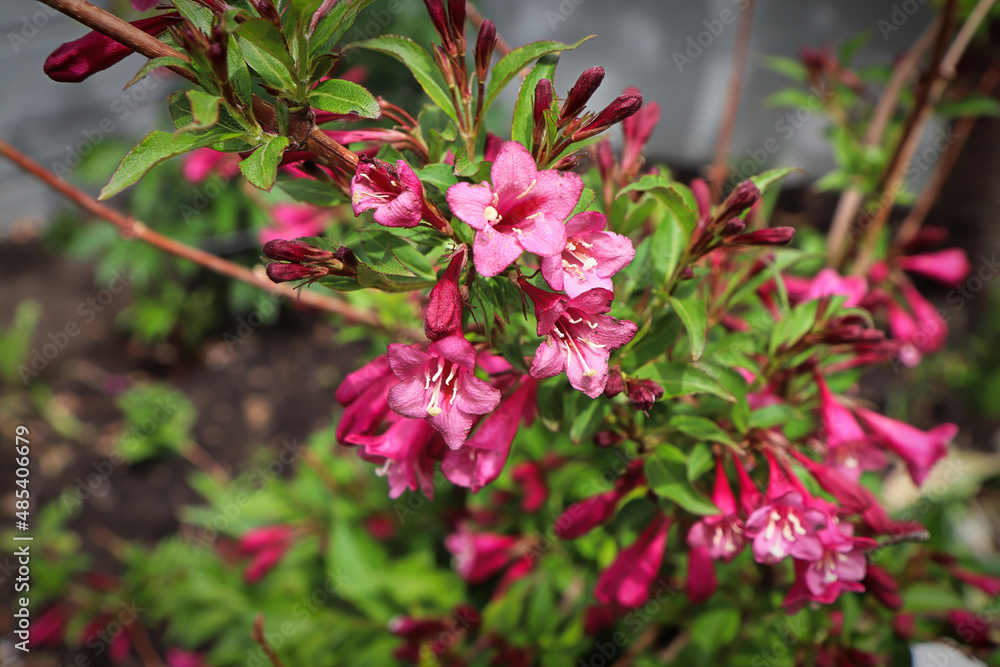 Fototapeta premium Pink summer flowers blooming on a Weigela shrub