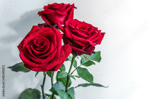 floral background of three red roses against white wall close up  shallow depth of field