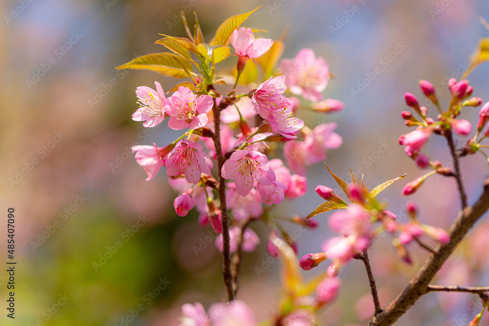 Branch of Prunus Kanzan cherry. Pink double flowers and green leaves in the blue sky background, close up. Prunus serrulata, flowering tree, called as Kwanzan, Sekiyama cherry, Japanese cherry, Sakura