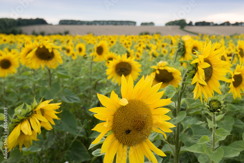 a field of sunflowers