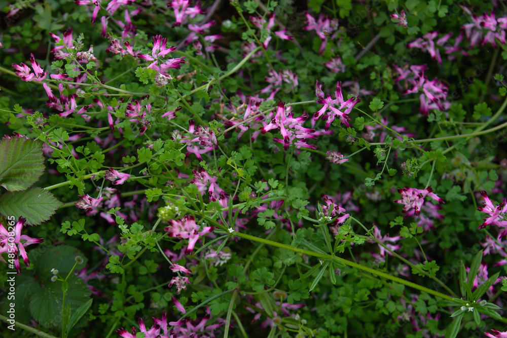 Fumaria pink flowers