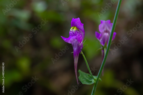 Fototapeta Naklejka Na Ścianę i Meble -  Linaria triornithophora purple flowers