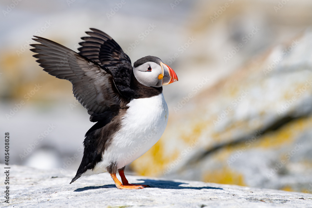Fototapeta premium Atlantic puffin off the coast of Maine 