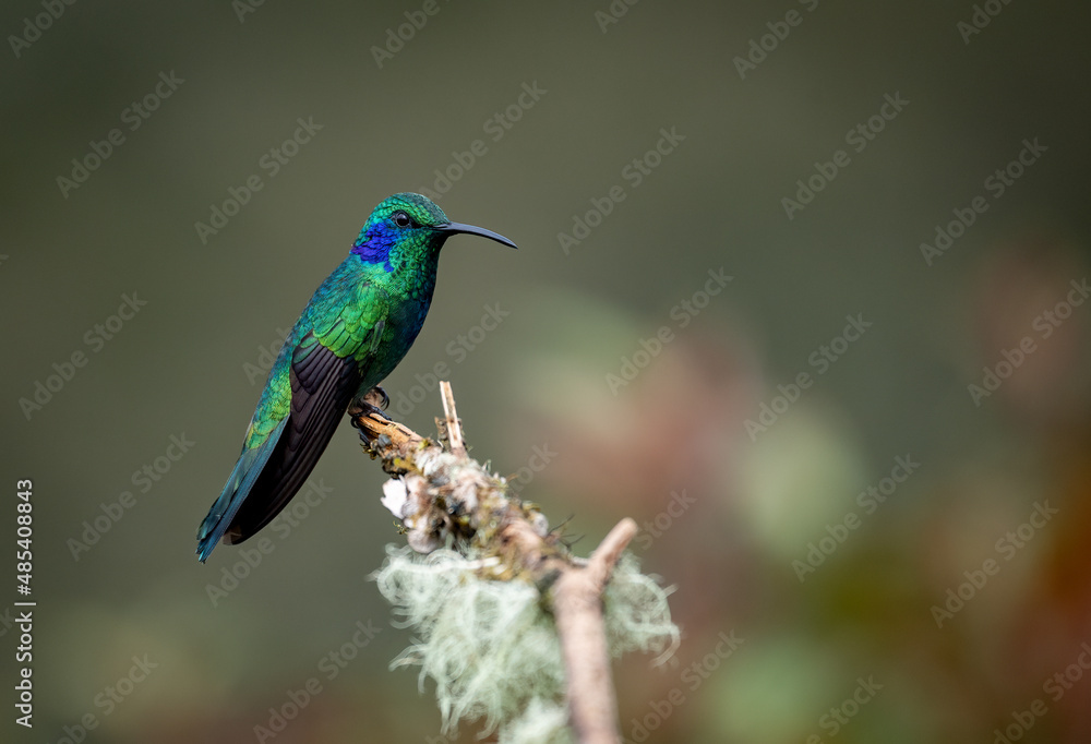Obraz premium A hummingbird in Costa Rica 