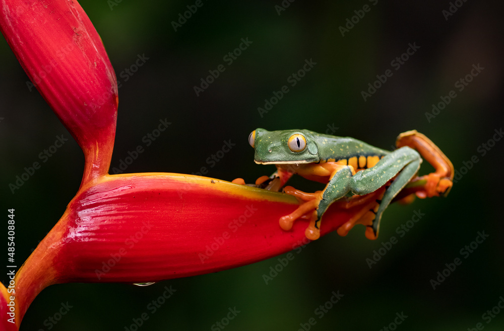 Fototapeta premium A tree frog in Costa Rica 