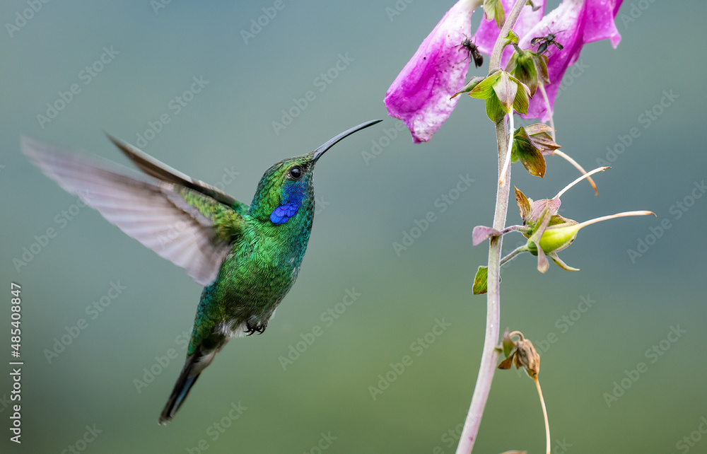 Fototapeta premium A hummingbird in Costa Rica 