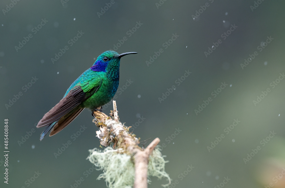 Fototapeta premium A hummingbird in Costa Rica 