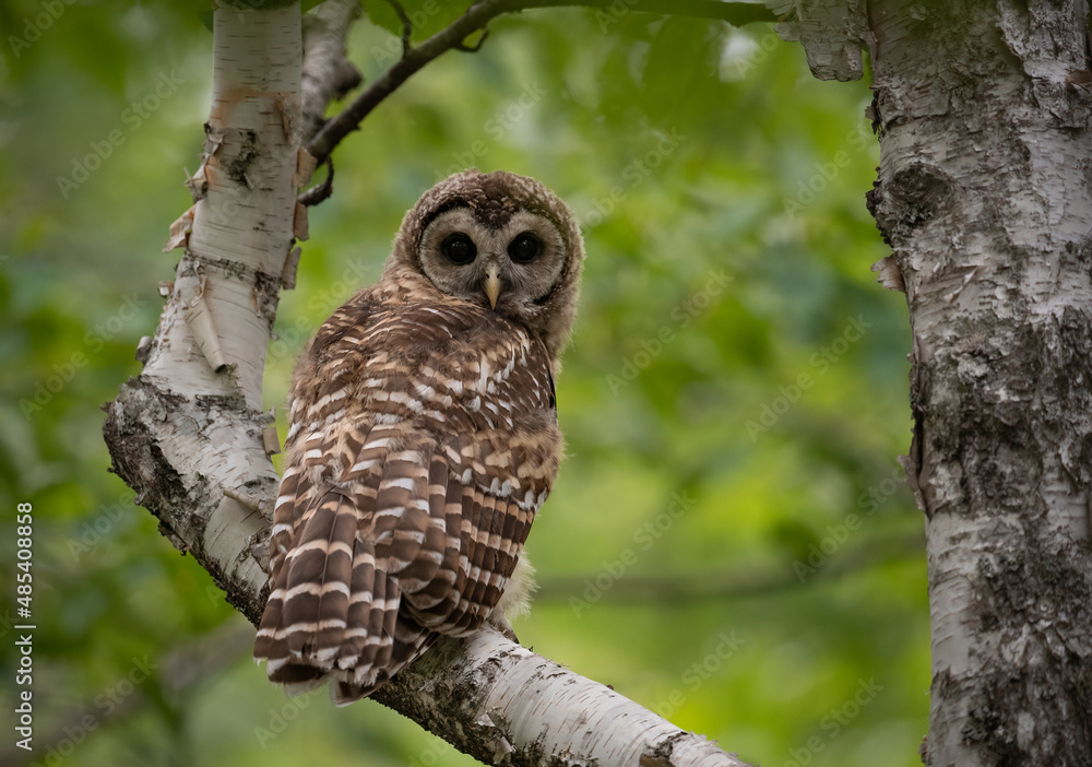 Fototapeta premium A barred owl in Maine 