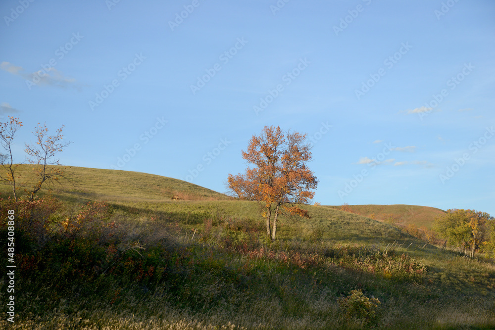 Obraz premium Fall evening - single tree