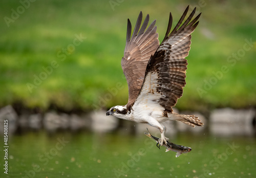 An osprey fishing in Maine  photo