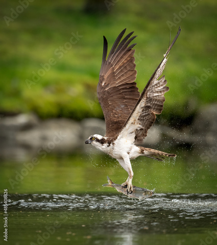 Fotografía An osprey fishing in Maine
