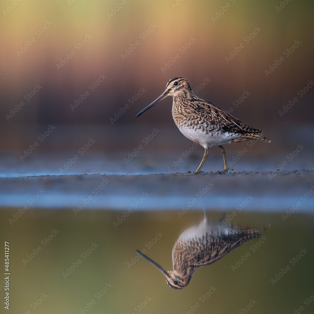 Common snipe with reflection and colorful background Common snipe with reflection and colorful background