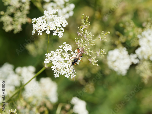 Canvastavla Guêpe parasitoïde ou ichneumon (Erigorgus melanobatus)
