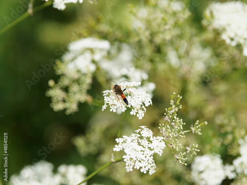 Canvas Print Guêpe parasitoïde ou ichneumon (Erigorgus melanobatus)