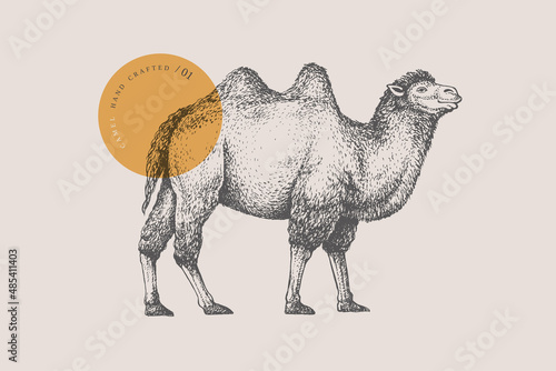 Hand-draw of a walking Bactrian camel on a light background. Animal in vintage engraving style. Vector retro illustration.