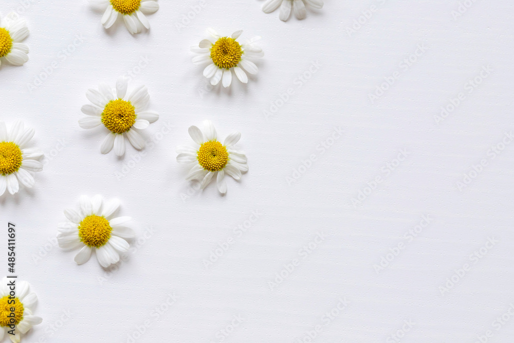 Fototapeta premium Chamomile flowers frame on the white background. Copy space