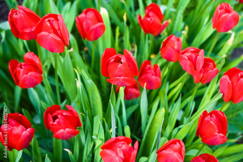 A Tulips on nature in park background