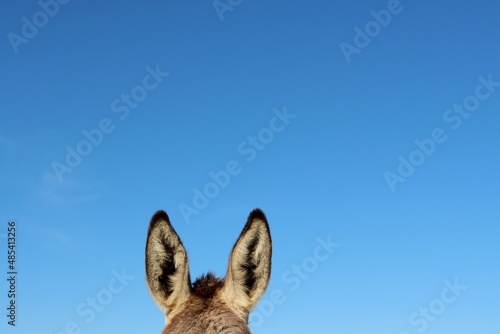 Donkey ears against the blue sky. upright pointy ears © kati17
