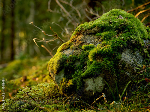 rock in forest