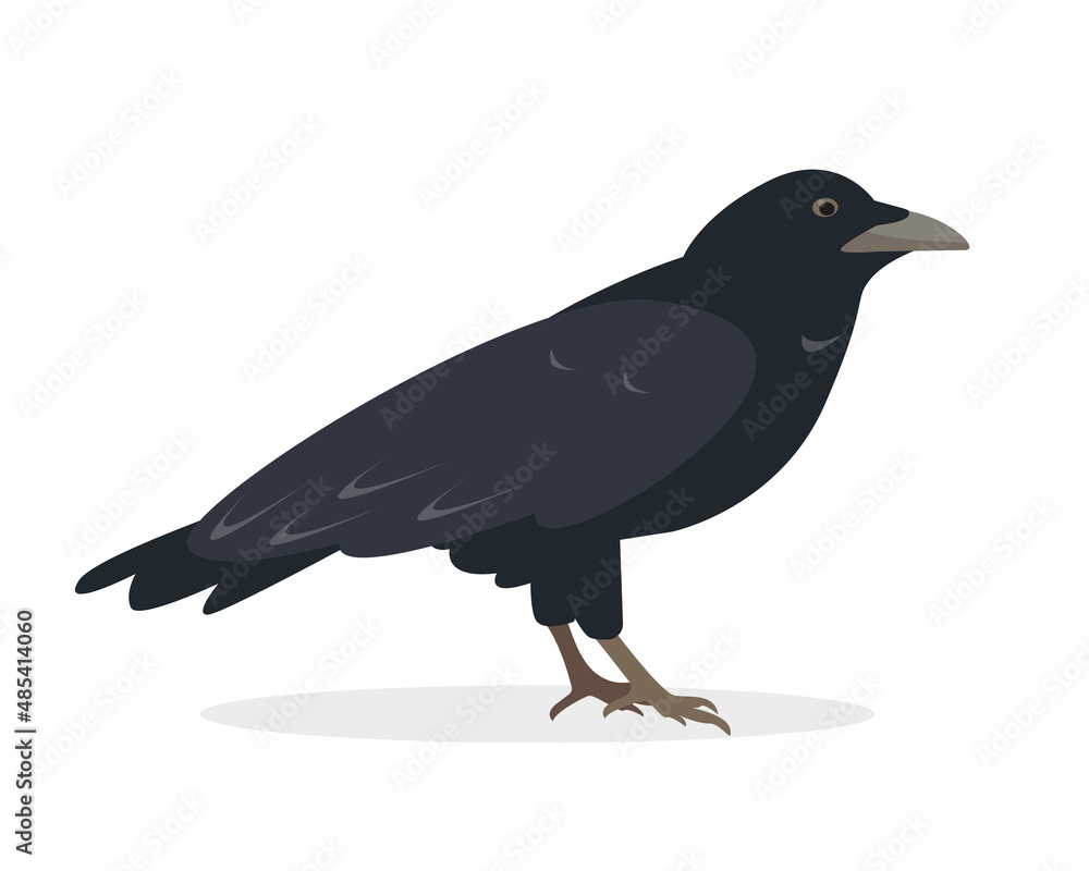 Fototapeta premium Raven bird isolated on white background. Black raven icon. Vector illustration for Nature and wildlife, birdwatching and ornithology design.