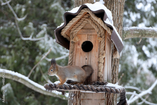 A squirrel sits at a birdhouse with food in a winter forest