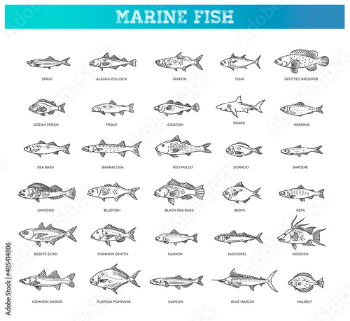 Saltwater fish set. Types marine and ocean fish