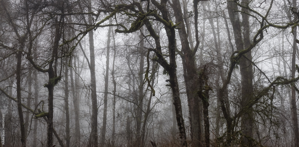 Canadian rain forest with green trees. Early morning fog in winter season. Tynehead Park in Surrey, Vancouver, British Columbia, Canada. Nature Background Canadian rain forest with green trees. Early morning fog in winter season. Tynehead Park in Surrey, Vancouver, British Columbia, Canada. Nature Background