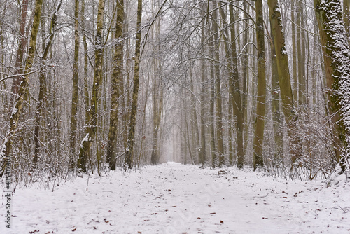 Fototapeta Naklejka Na Ścianę i Meble -  Winter forest