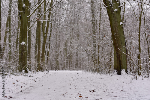 Fototapeta Naklejka Na Ścianę i Meble -  Winter forest