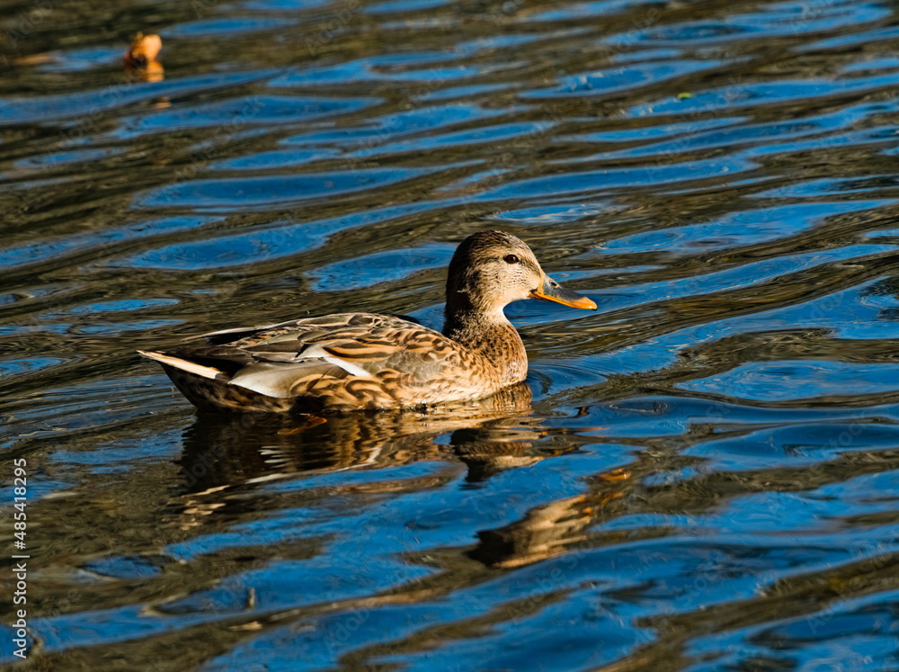 The mallard (Anas platyrhynchos). Duck in the pond. Swiming duck. Wild duck. The mallard (Anas platyrhynchos). Duck in the pond. Swiming duck. Wild duck.