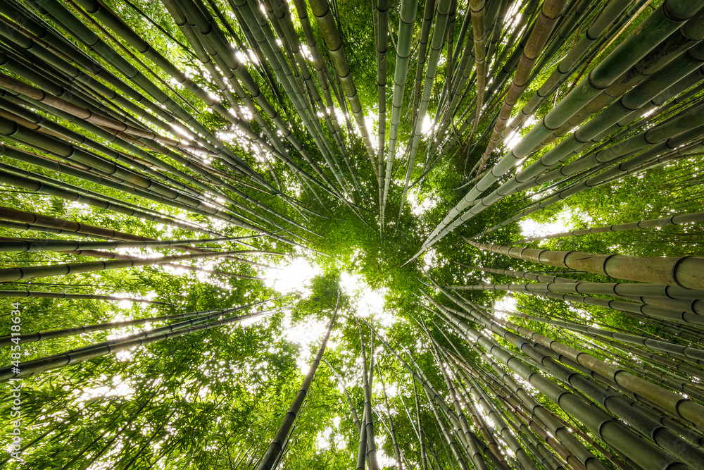 Bosque de bambú bamboo forest 03 Bosque de bambú bamboo forest 03