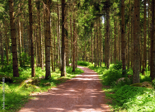 Hiking Path In The Black Forest Near Lake Schluchsee Germany On A Beautiful Sunny Summer Day