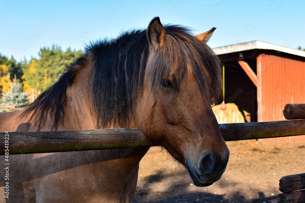 Naklejka premium Koń