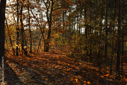 Fototapeta Naklejka Na Ścianę i Meble -  Autumn