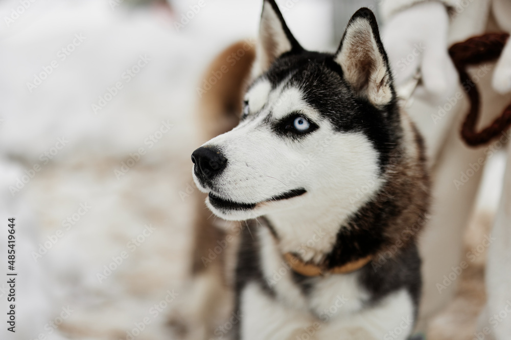 beautiful dog on a leash winter landscape walk friendship fresh air