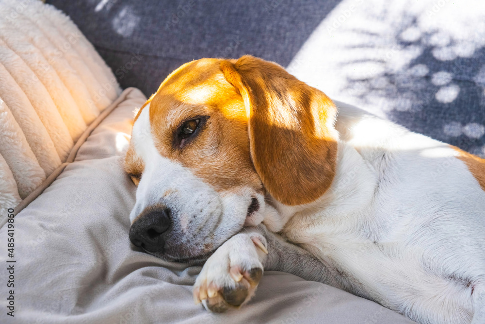 Tricolor beagle Adult dog on sofa in bright room- cute pet photography.