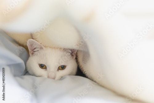 白い保護猫（cute white rescued cat）