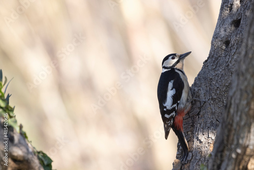 Great spotted woodpecker female (Dendrocopos major) on a trunk.