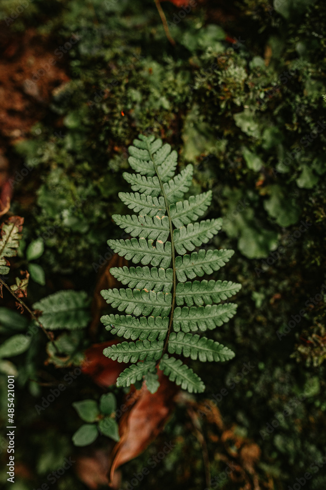 Costa Rican forest, its leaves and its trails. Costa Rican forest, its leaves and its trails.