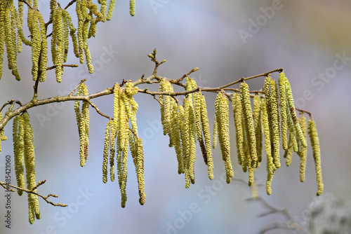 European black alder // Schwarzerle, Schwarze Erle (Alnus glutinosa) photo