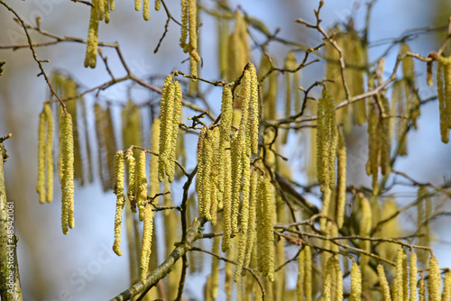 European black alder // Schwarzerle, Schwarze Erle (Alnus glutinosa) photo