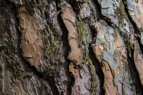 close up tree bark in forest