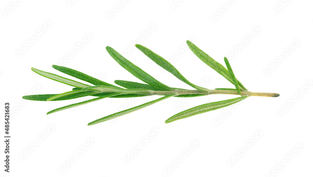 Fresh green rosemary twig isolated on a white background. Rosemary branch. Fresh green rosemary twig isolated on a white background. Rosemary branch.