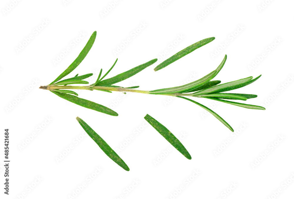 Rosemary isolated on white background cutout. Close up studio shot of fresh green rosemary herb leaves isolated on white background. Rosemary isolated on white background cutout. Close up studio shot of fresh green rosemary herb leaves isolated on white background.