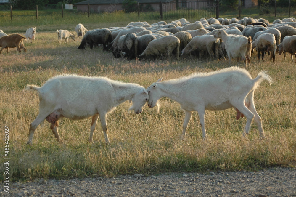 Fototapeta premium Goats Fighting