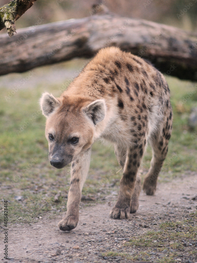 Hyäne im Zoo Zürich