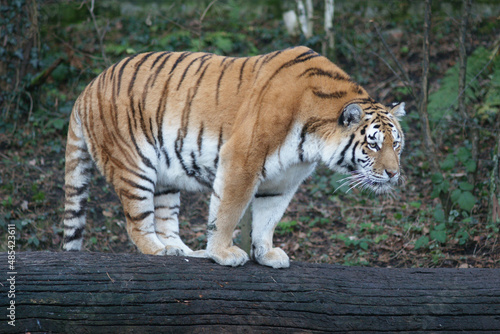 Tiger im Zoo Z  rich  sehr aufmerksam